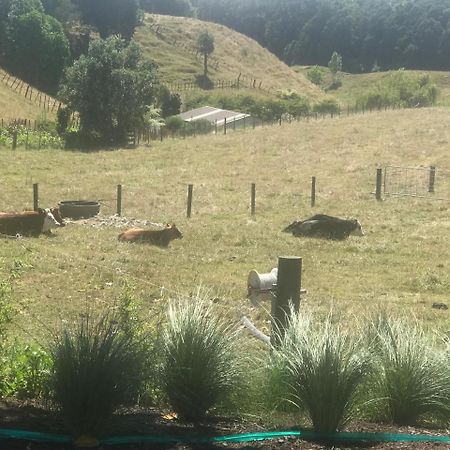 Pukeko Lodge Bnb New Plymouth Extérieur photo