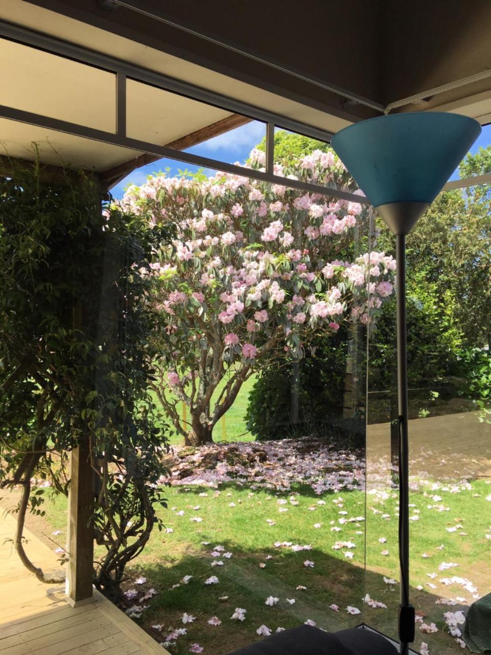 Pukeko Lodge Bnb New Plymouth Extérieur photo