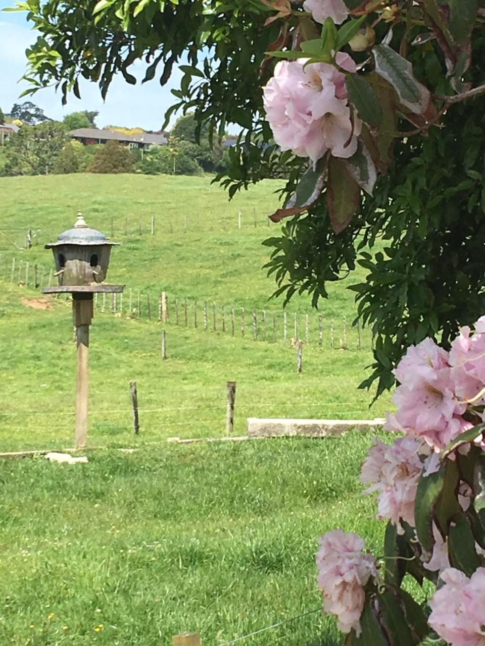 Pukeko Lodge Bnb New Plymouth Extérieur photo