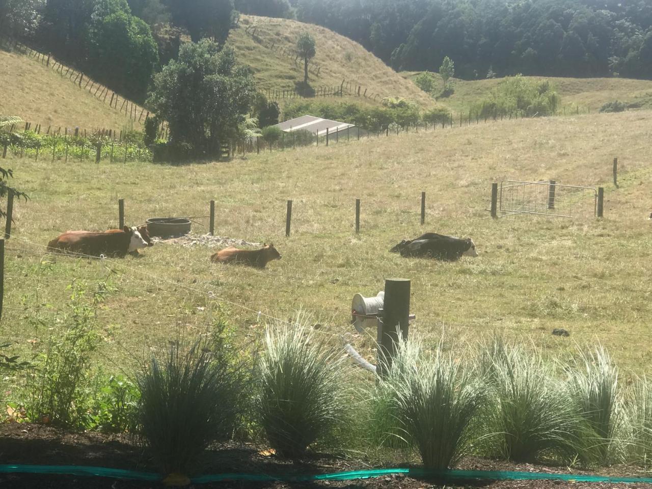 Pukeko Lodge Bnb New Plymouth Extérieur photo